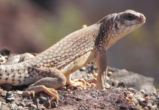 Desert Iguana